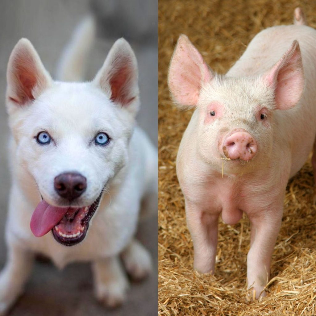 All animals are like dogs