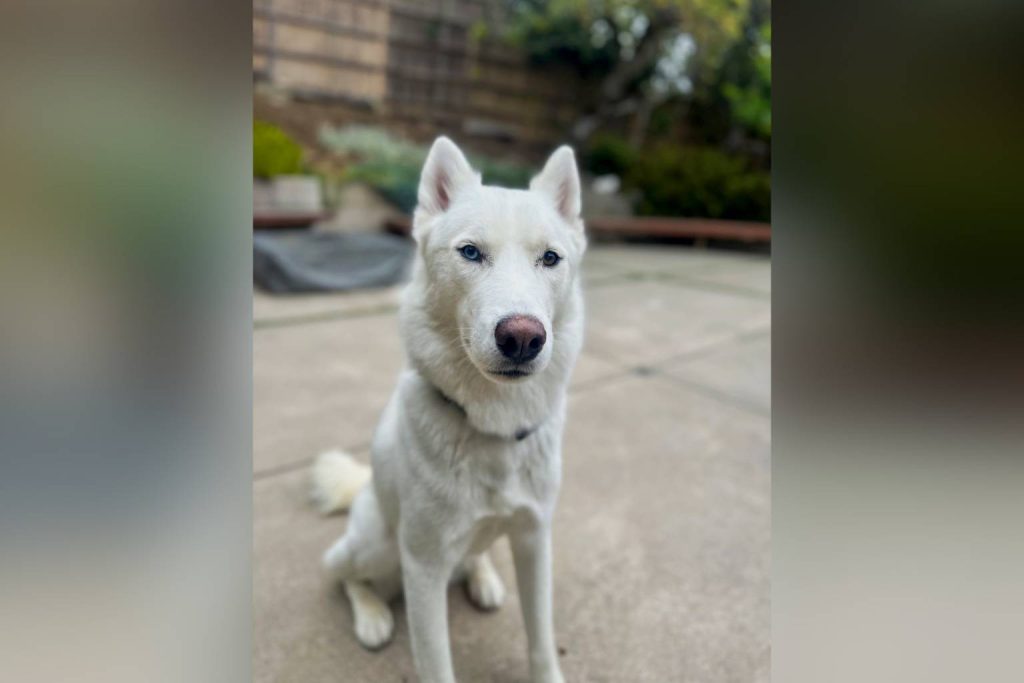 Blu, Siberian Husky, that Miranda said has been adopted but provided no proof