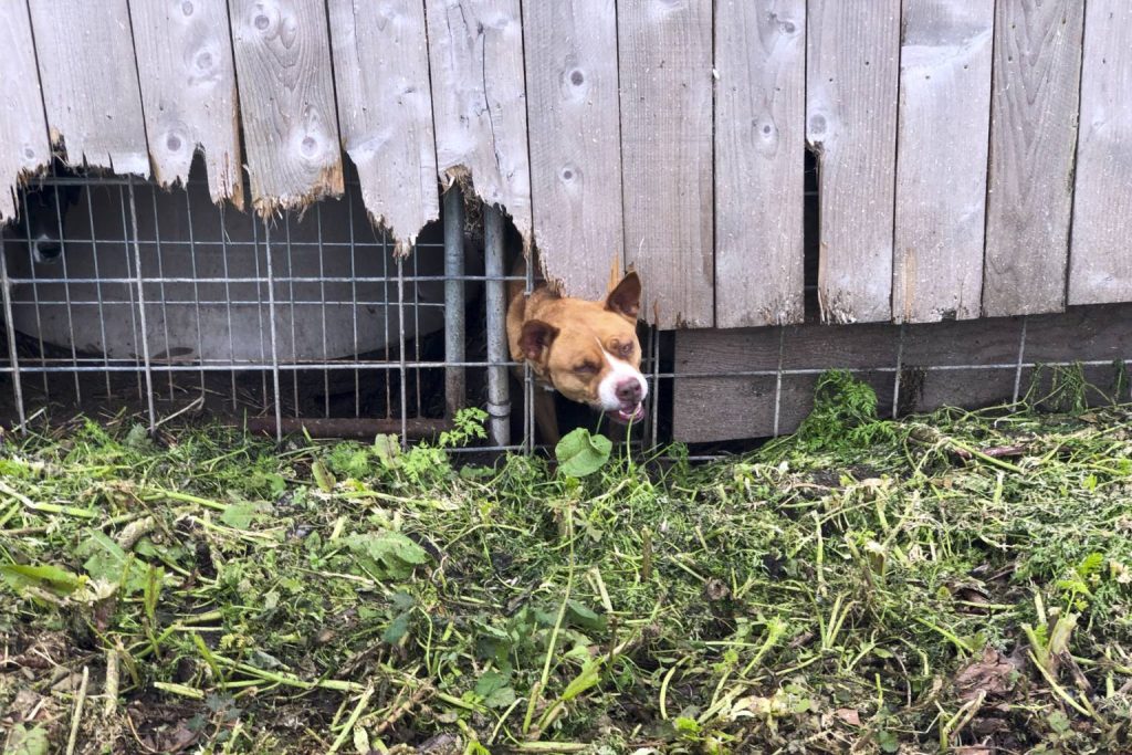A dog poking its head through a chain-link kennel fence.