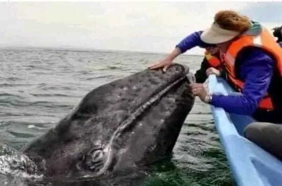 Helping whale, San Francisco
