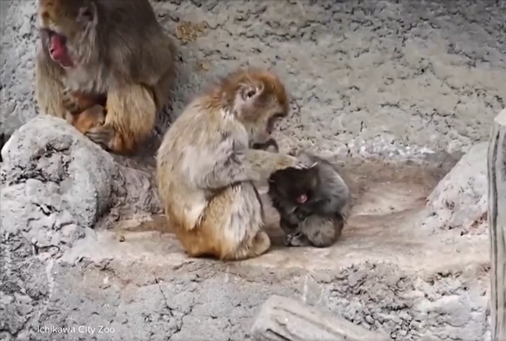 Momo-chan grooming Punch