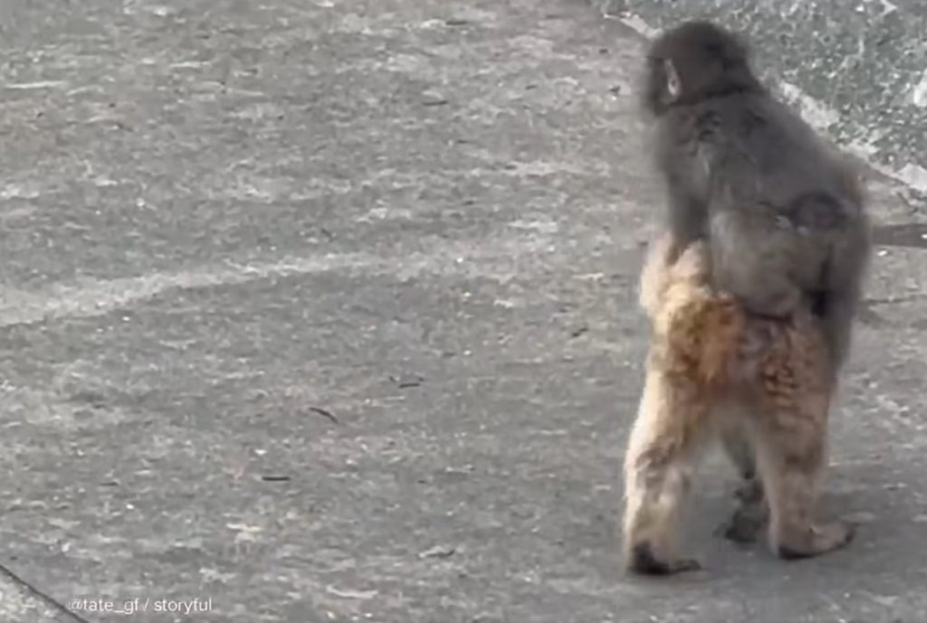 Punch piggybacking - getting a ride on Momo-chan's back