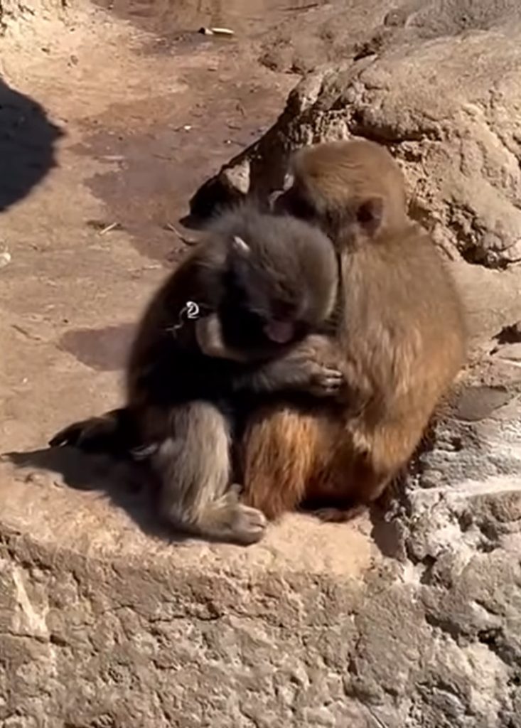 Punch hugging Momo-chan