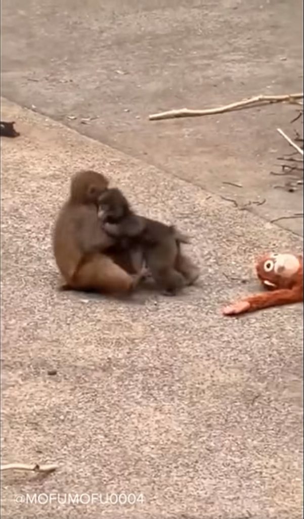Punch and Momo-chan hugging, while IKEA orangutan is on the side