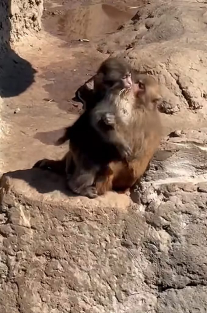 Punch and Momo-chan hugging