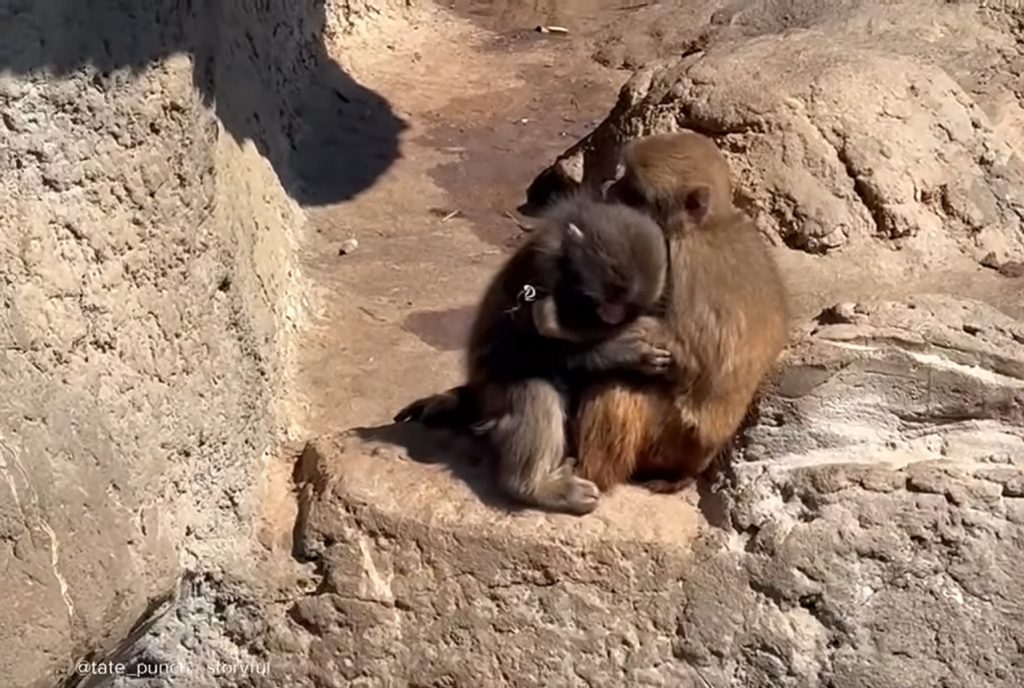 Punch hugging Momo-chan