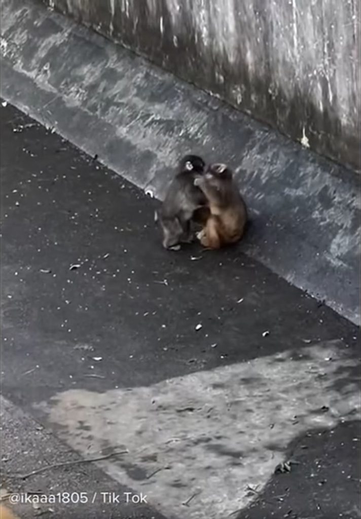 Punch and Momo-chan kissing, bonding