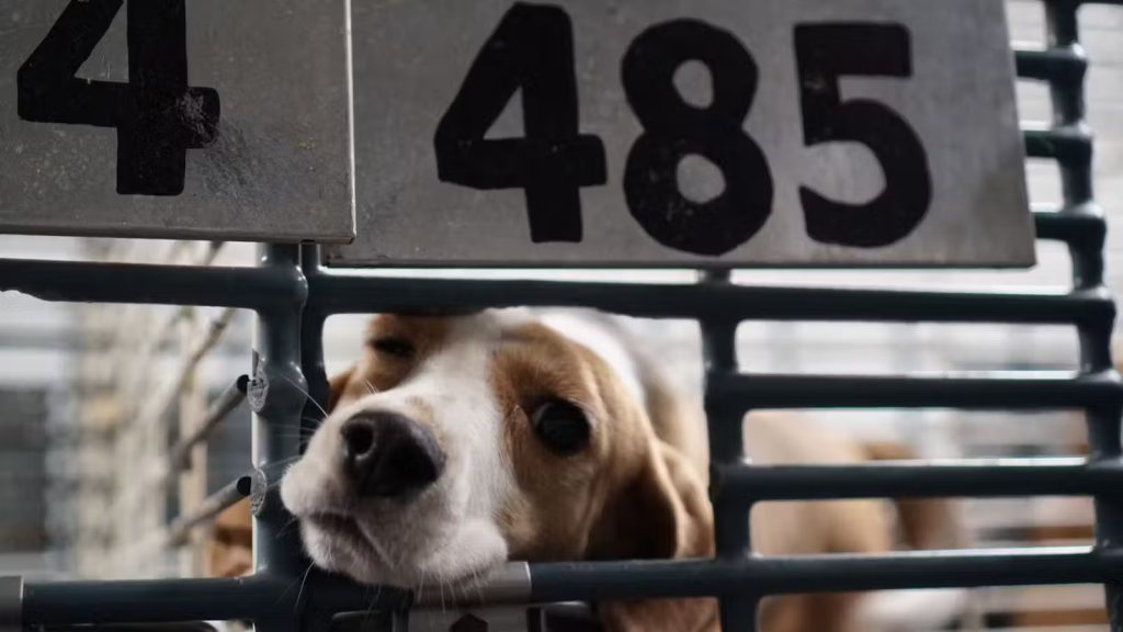 Save the beagles from Ridglan Farms- no animal testing, and free the beagles for adoption